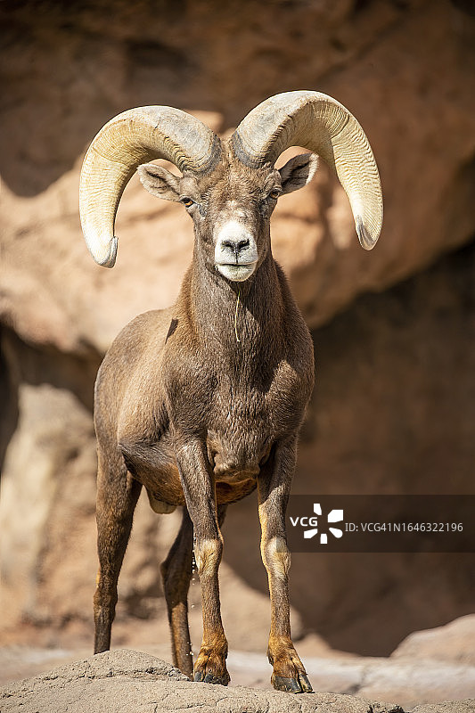 成年沙漠大角公羊图片素材