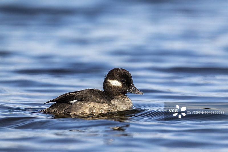 游弋于蓝色水中的小绒鸭（雌）图片素材
