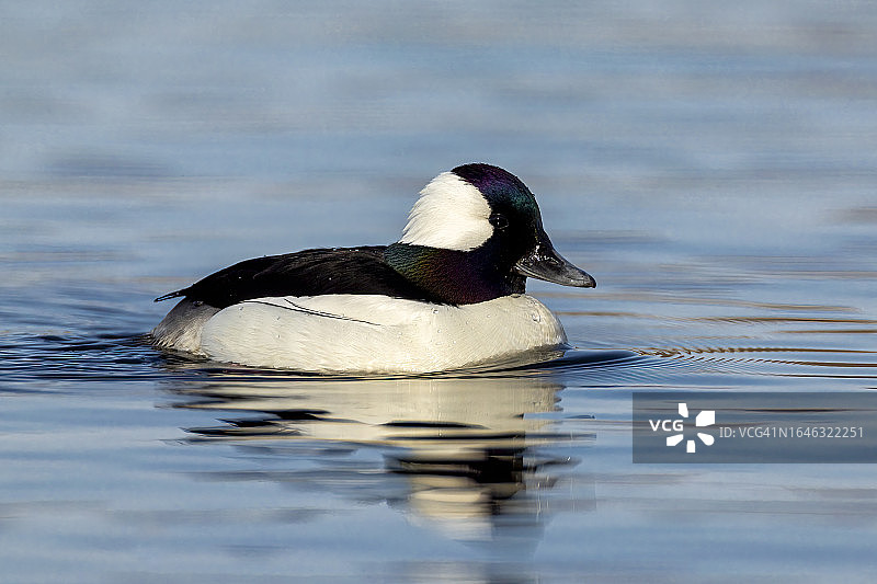 在蓝色水中游泳的雄性潜鸭图片素材