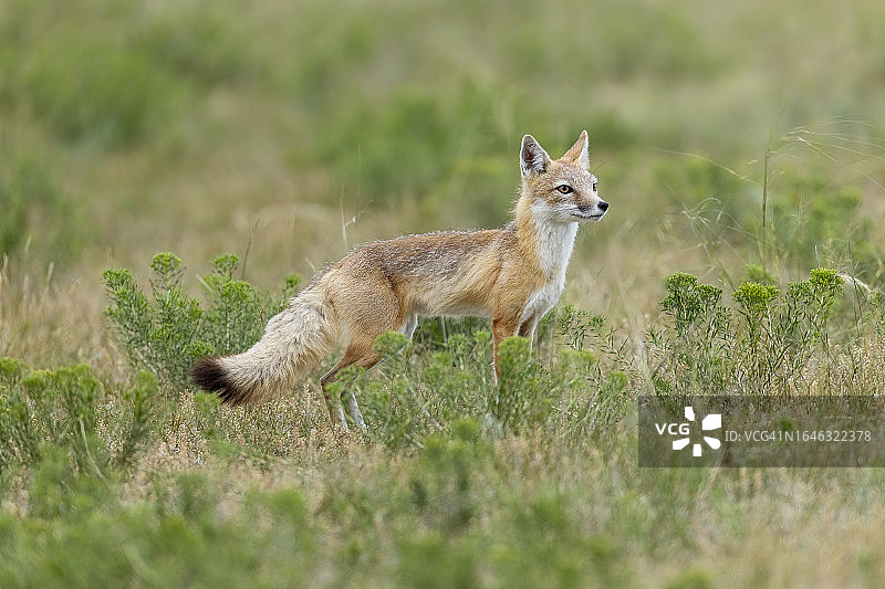 奔跑的敏狐图片素材