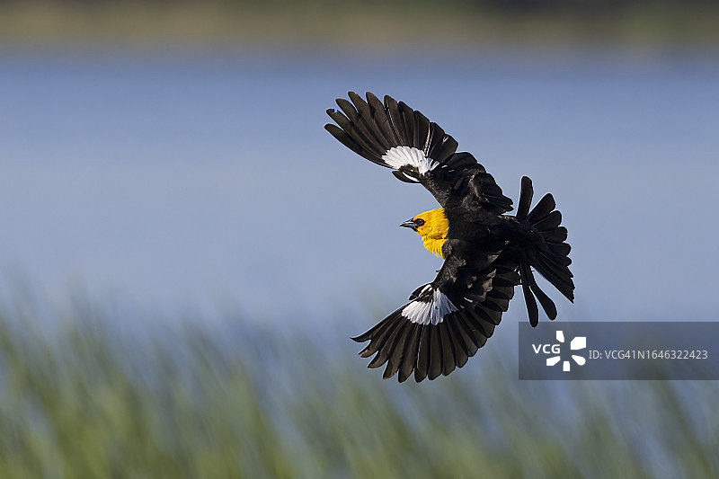 飞行中的黄头黑鹂雄鸟图片素材