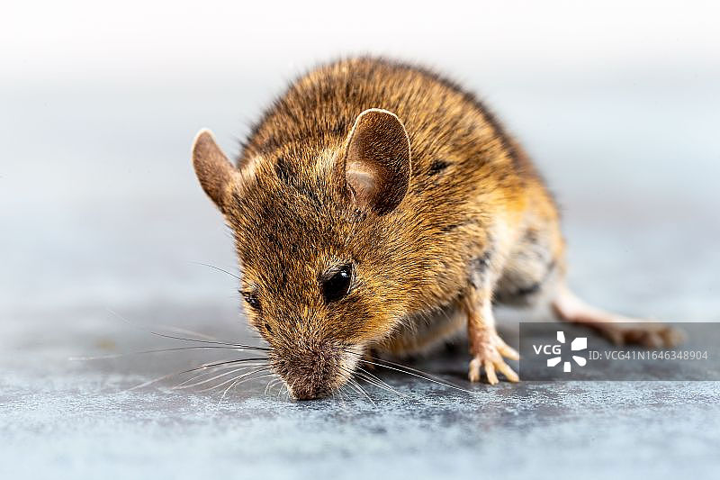 鼠类哺乳动物图片素材