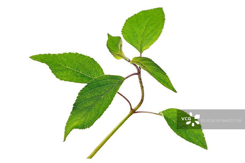 凤梨鼠尾草图片素材