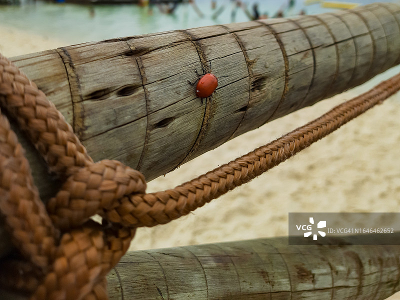 甲虫骑行图片素材