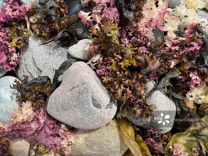 滚磨岩石和紫色海藻，奥杜邦保护区东岬图片素材