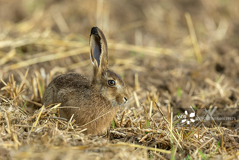 欧洲野兔（Lepus europaeus）图片素材