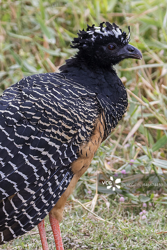 裸方面貌的雄性凤冠雉特写图片素材