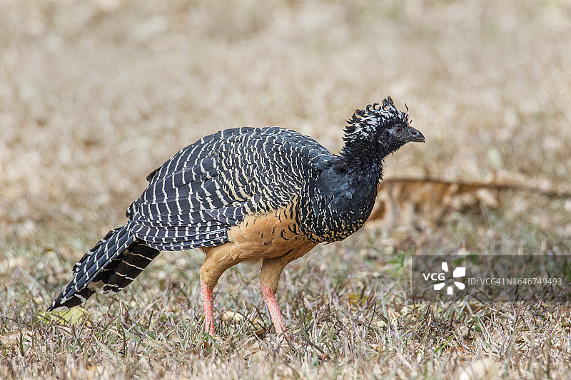 裸脸蕉鹃雌鸟图片素材