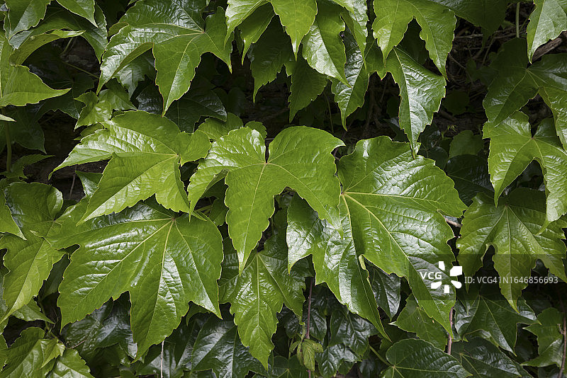 波士顿常春藤（三叶爬山虎）图片素材