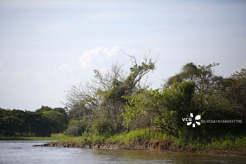 巴西亚马逊河支流岸边的树木图片素材