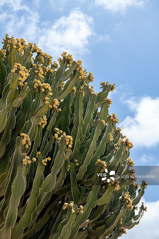 盛开的加那利大戟图片素材