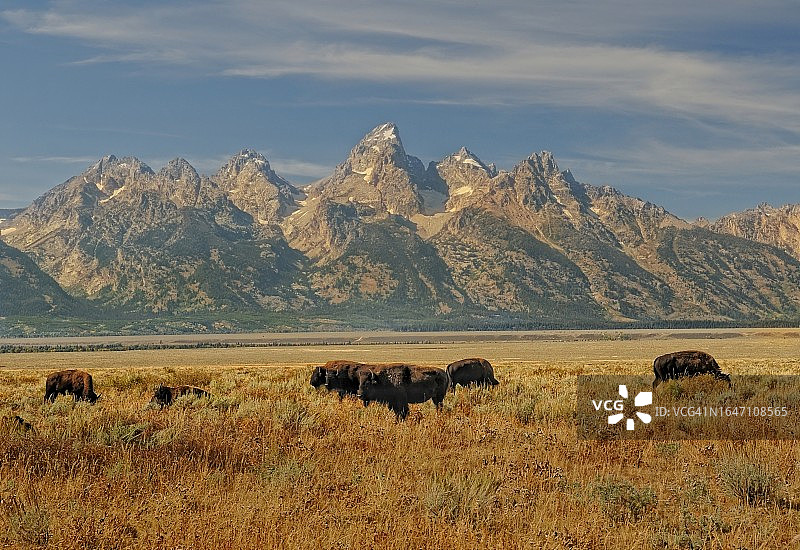 美洲野牛群图片素材