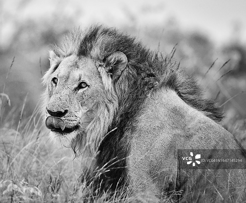 野生狮子看到满载人类的游览车时舔嘴唇图片素材