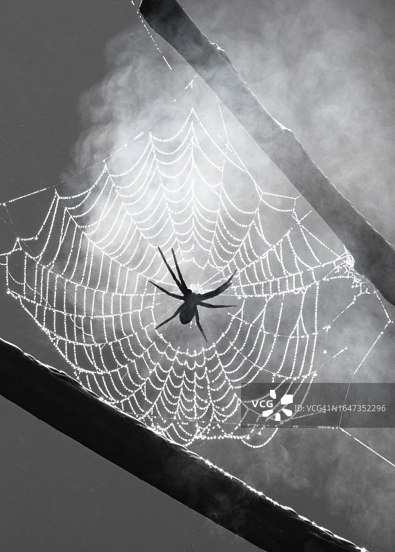恐怖的蜘蛛网蜘蛛图片素材