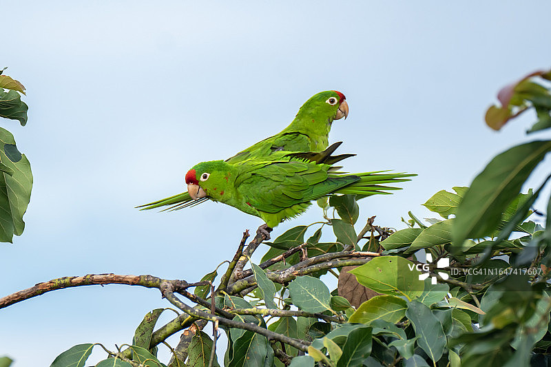 哥斯达黎加树上的鹦鹉图片素材