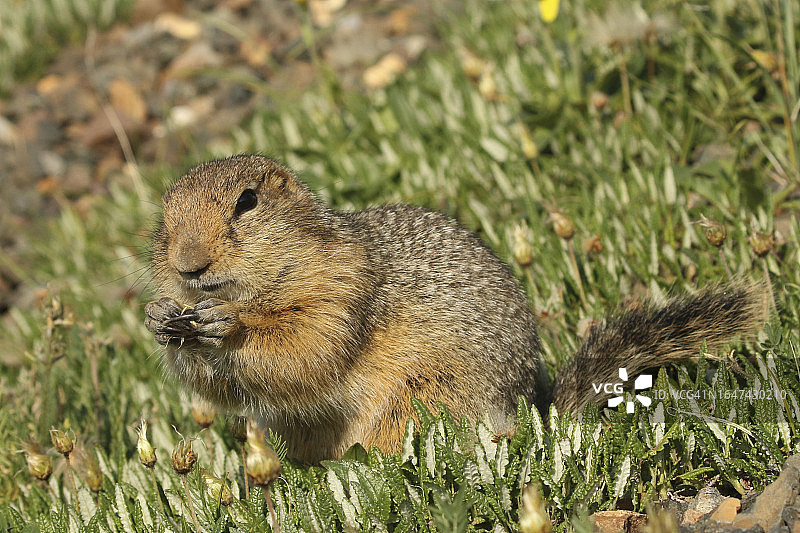 北极地松鼠在苔原花中觅食图片素材