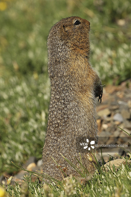 站立警惕的北极地松鼠图片素材