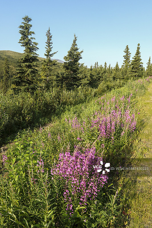 德纳里的柳兰图片素材