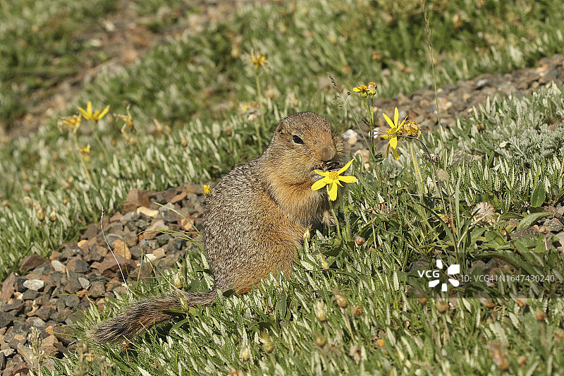 北极地松鼠在苔原花中觅食图片素材