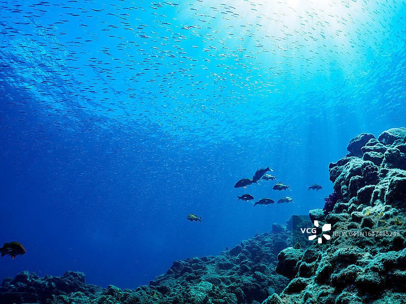 日本静冈县伊豆半岛海域鱼群水下摄影图片素材