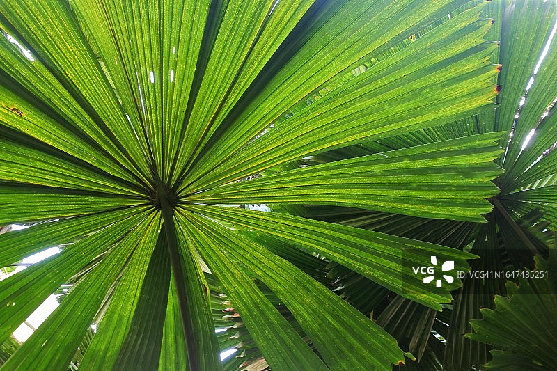 扇形棕榈树叶图片素材