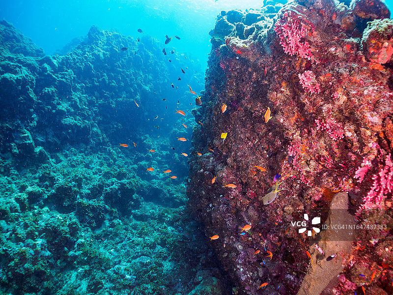 美丽的黄长吻蝶鱼和金线鱼群图片素材