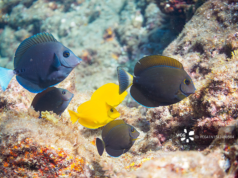 可爱的橘点刺尾鱼和刺尾鱼幼鱼群图片素材