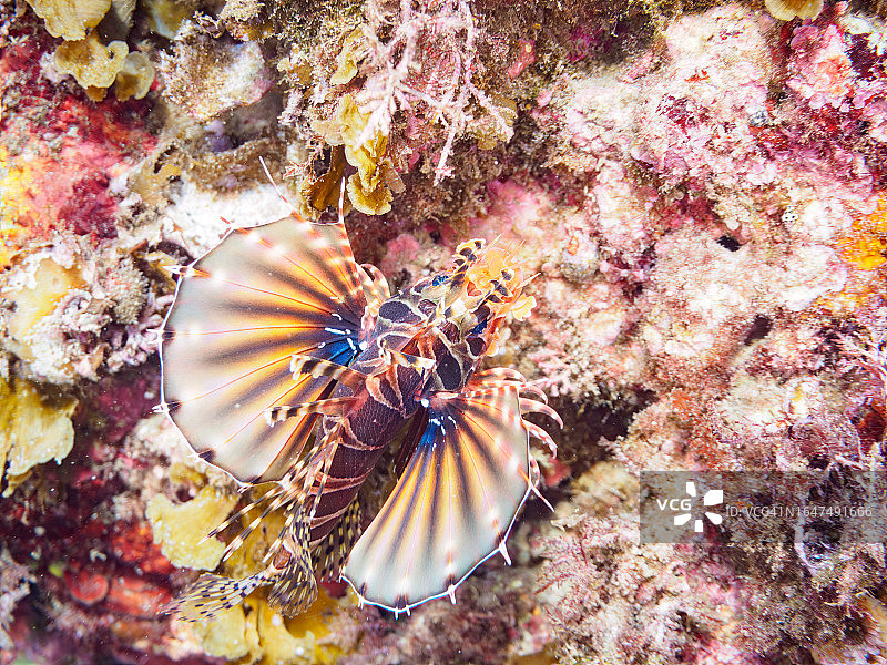 日本伊豆半岛中木比里佐海滩的漂亮蓑鲉图片素材