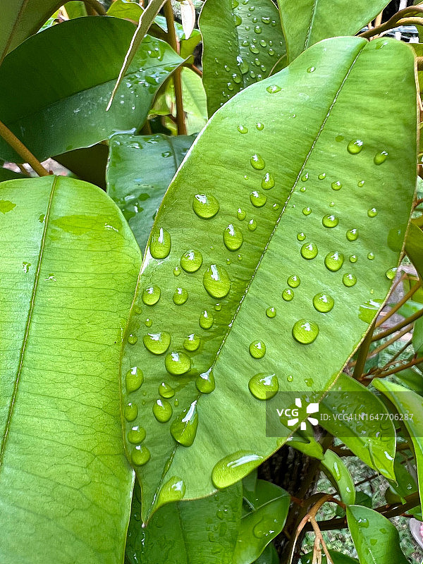 绿叶上的露珠图片素材