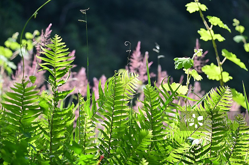 在澳大利亚昆士兰州生长的热带植物图片素材