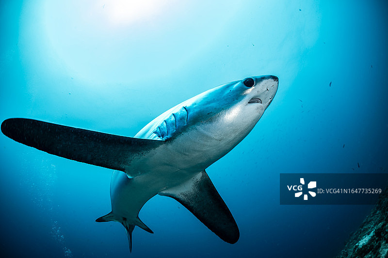 珊瑚礁上的长尾鲨图片素材