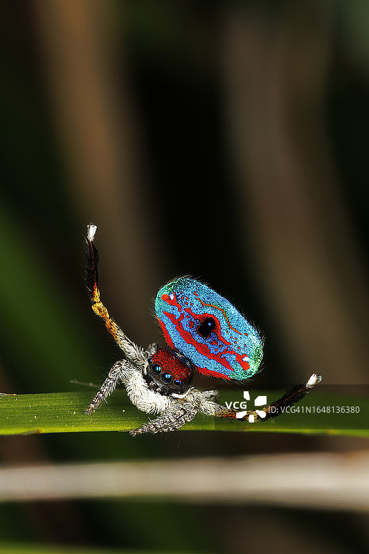 跳舞的雄性孔雀蜘蛛(Maratus gemmifer)图片素材