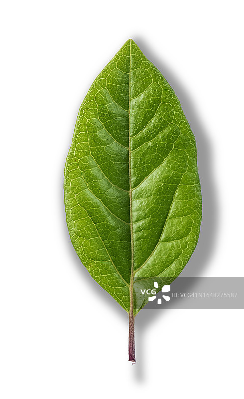 白色背景上形成圆圈的绿色叶子的特写图片素材