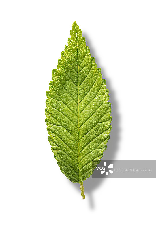 白色背景上形成圆圈的绿色叶子的特写图片素材