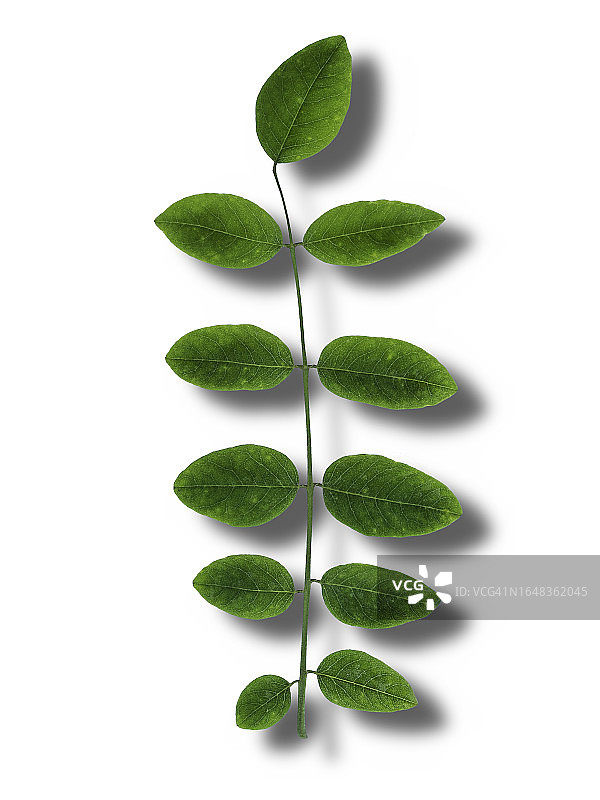 白色背景上的绿色树叶小树枝特写图片素材