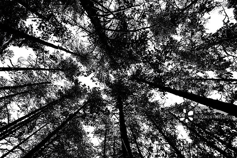 黑白树枝图片素材