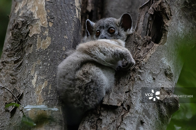 灰色鼠狐猴图片素材