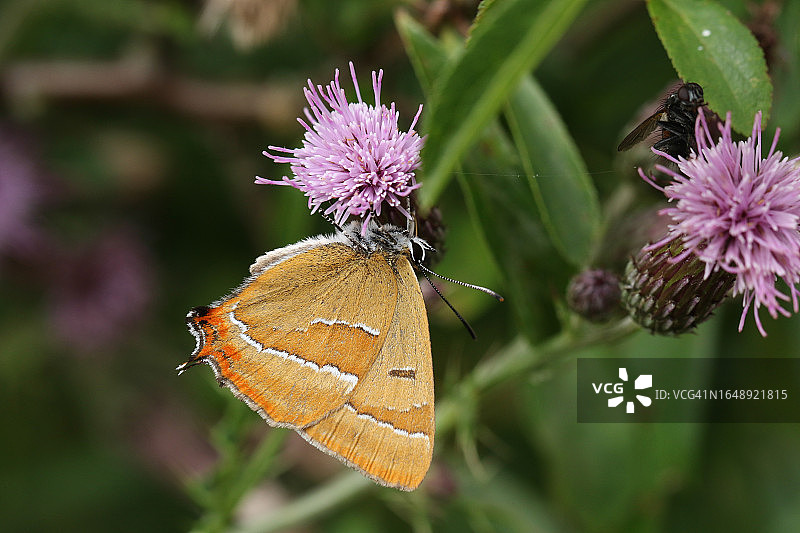 在蓟花上采蜜的稀有朴树灰蝶图片素材