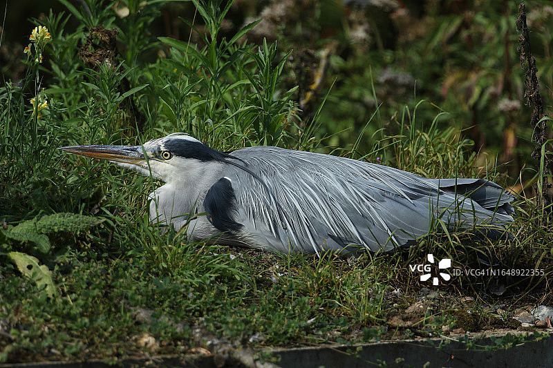 一只灰鹭栖息在湖边的堤岸上图片素材