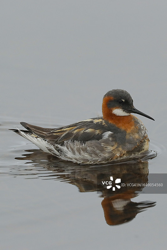 红颈瓣足鹬图片素材