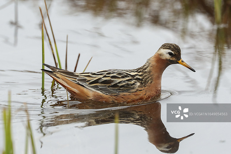 处于繁殖羽期的雄性红颈瓣足鹬图片素材