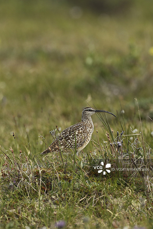 罕见的、全球易危的刚毛鸻图片素材