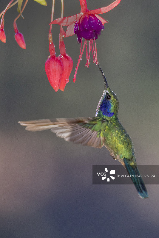绿紫耳蜂鸟在花上觅食图片素材