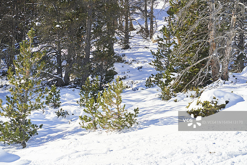 阳光明媚的冬日雪山上的绿叶树干正面图图片素材