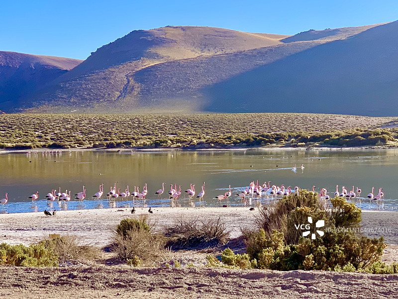 智利阿塔卡马沙漠：粉红火烈鸟湖、盐滩和高原图片素材