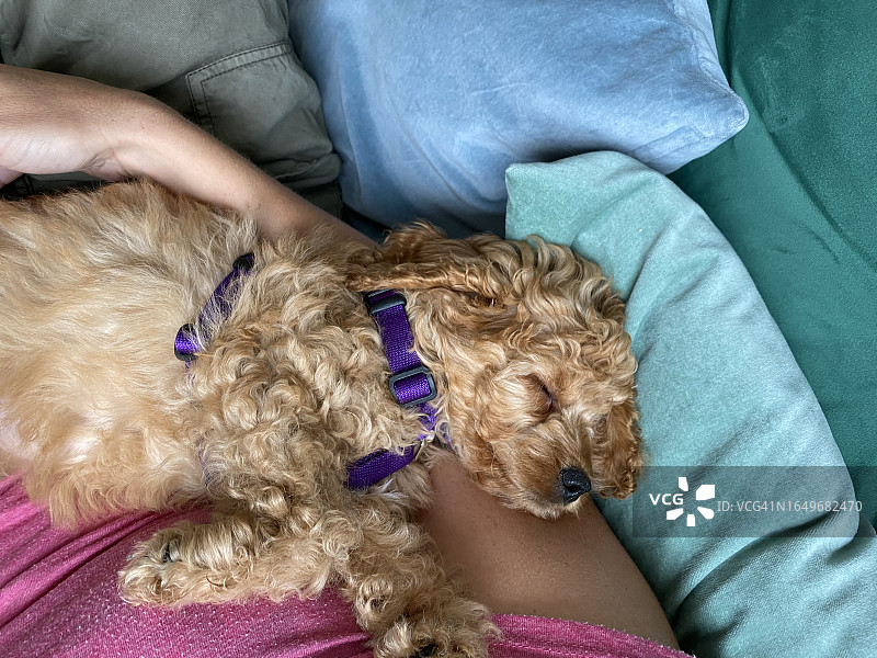可爱的卡瓦波犬幼犬在女士怀中绿色天鹅绒沙发上睡觉，小贵宾犬混血狗在膝盖上休息图片素材