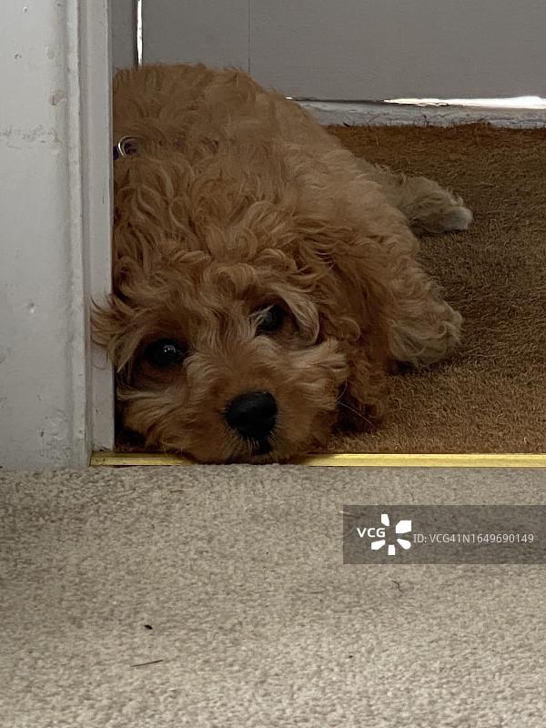 可爱红色卡瓦蒲小狗躺在门廊里图片素材