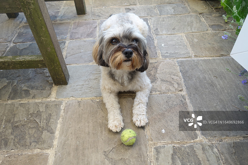可爱的幼犬躺在石板路上，爪边放着网球。2023年英格兰小狗在房屋露台上等待球类游戏图片素材