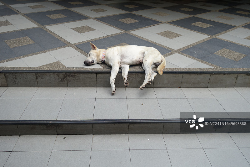 泰国清迈佛寺台阶上的流浪狗图片素材