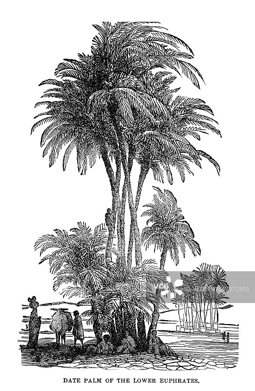 植物学古版画：下幼发拉底地区的枣椰树图片素材